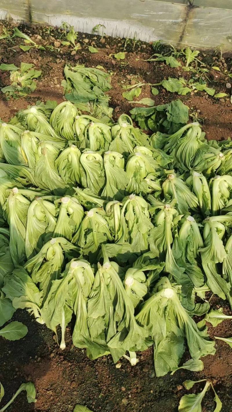 云南昆明嵩明县芥菜价格便宜了质量保证量大从优全国接单常年供货