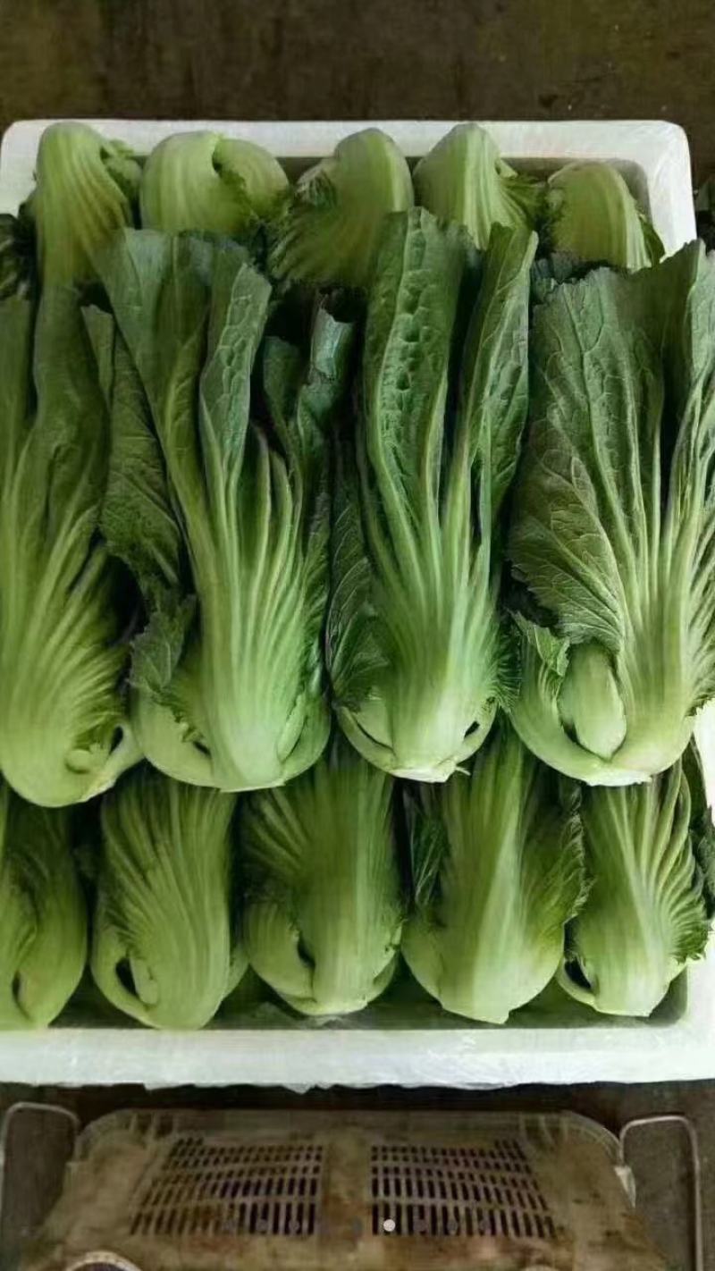 云南昆明嵩明县芥菜价格便宜了质量保证量大从优全国接单常年供货