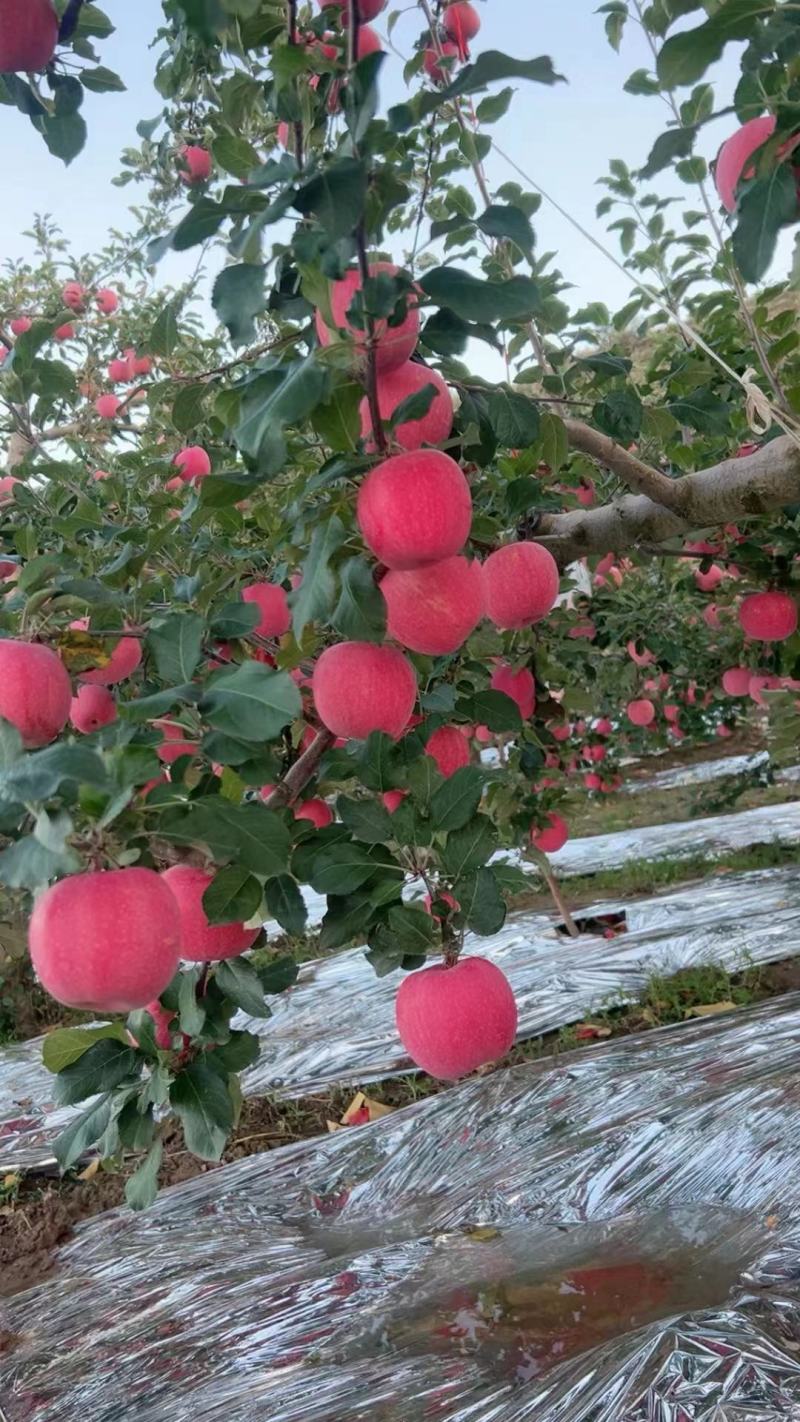 四川汉源苹果，味道美果鲜，产地供应，量大质优，长期合作