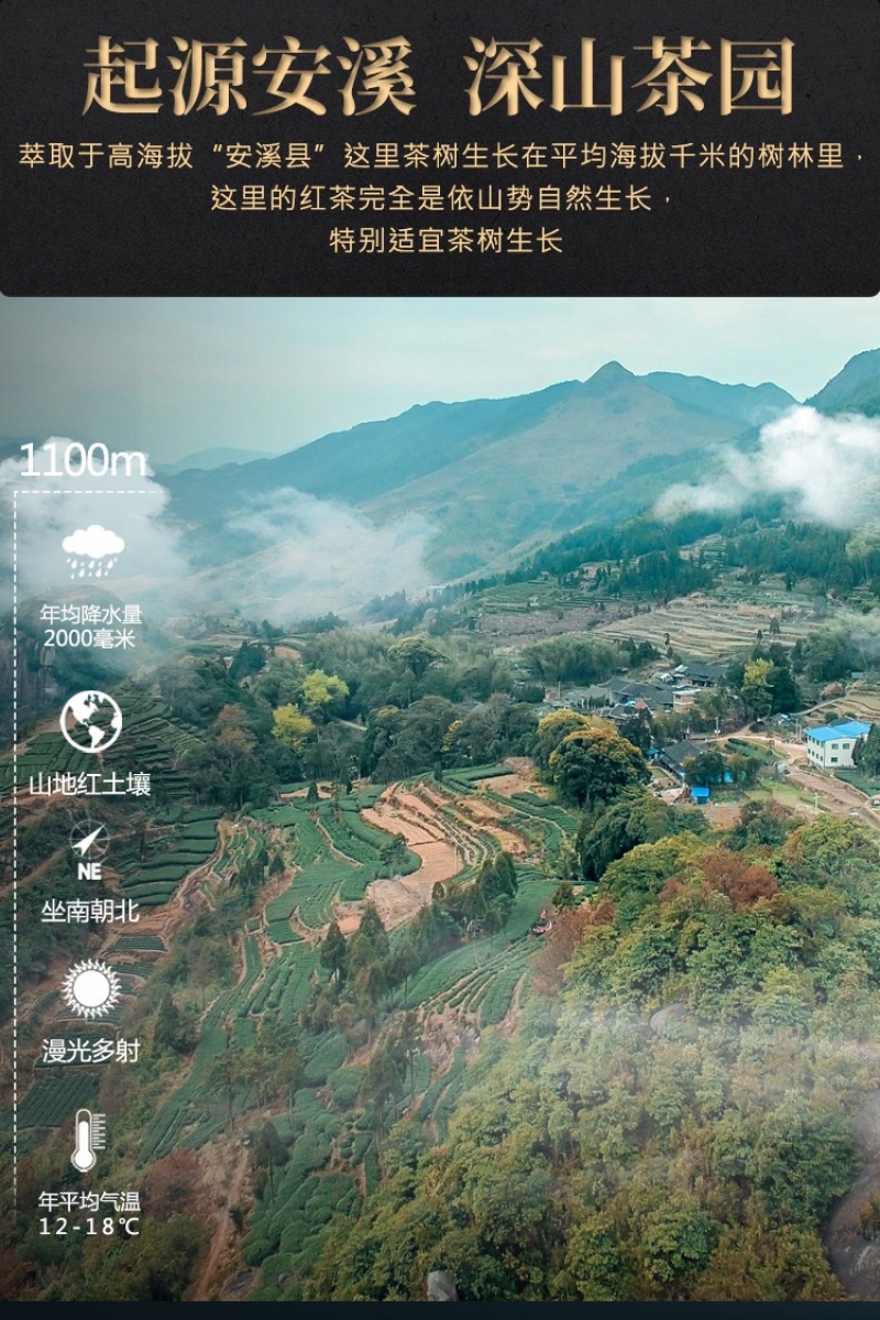 《安溪铁观音批发价》茶叶清香型青茶铁观音散茶罐装500g