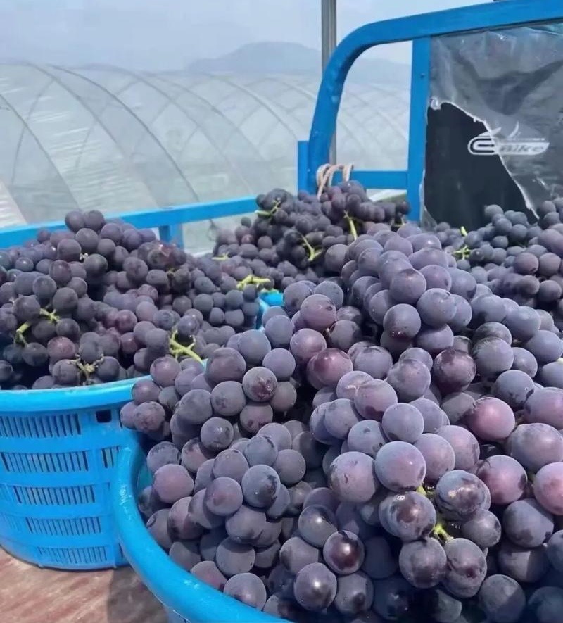 《夏黑葡萄》辽宁葡萄价格美丽现摘现发大量现货全国发货