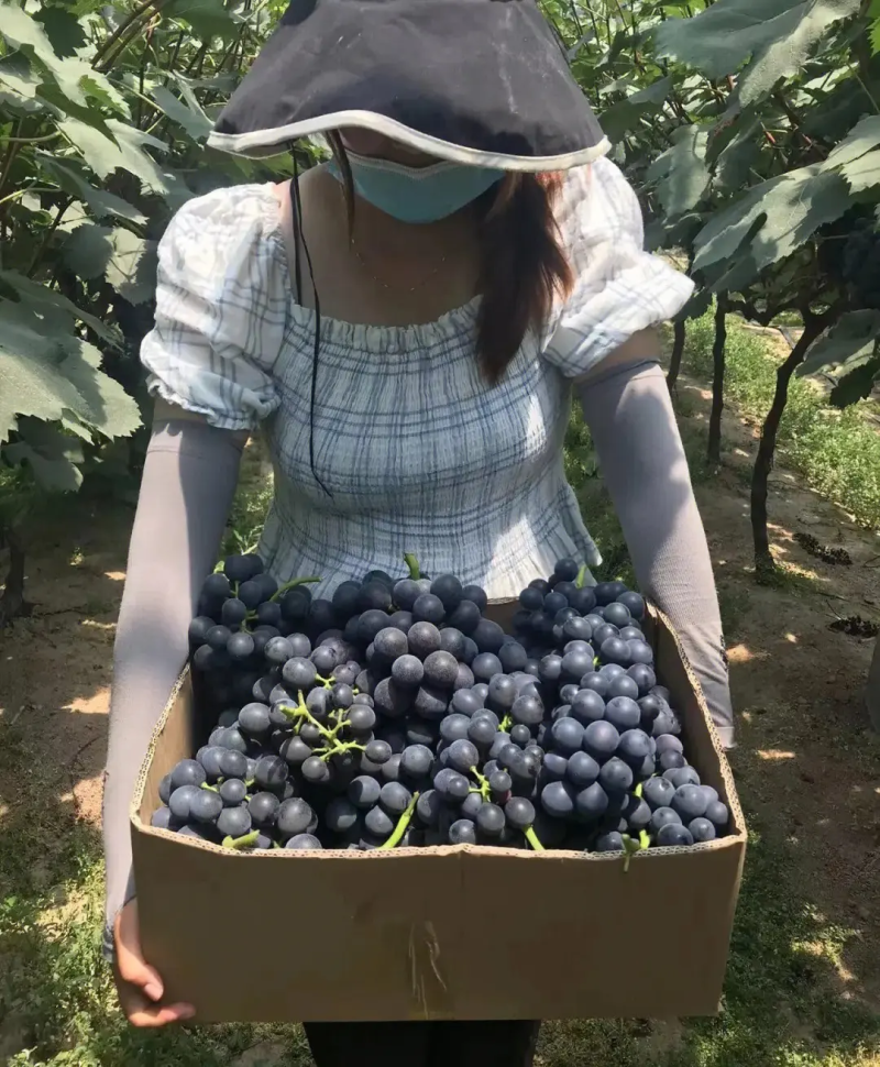 《夏黑葡萄》辽宁葡萄价格美丽现摘现发大量现货全国发货