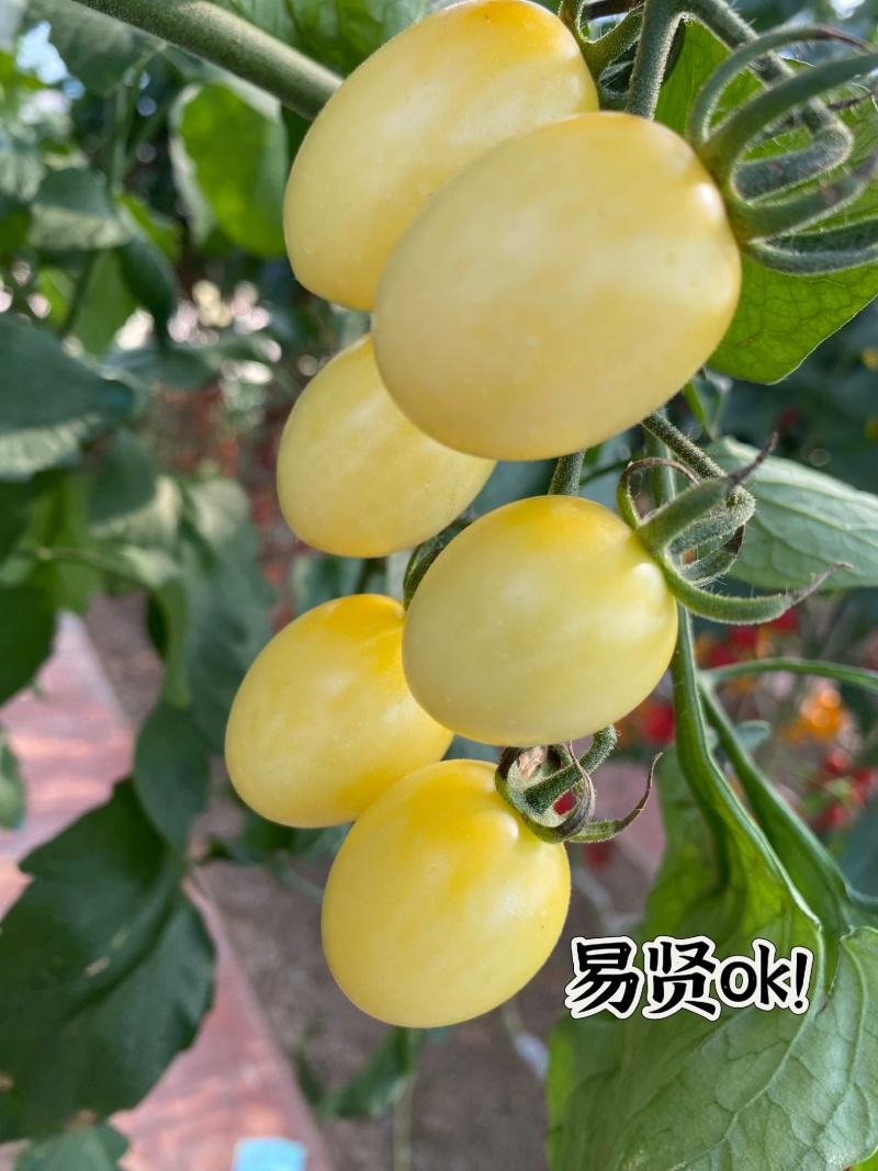 特色小番茄苗口感小番茄水果小番茄苗圣女果苗子山东潍坊寿光
