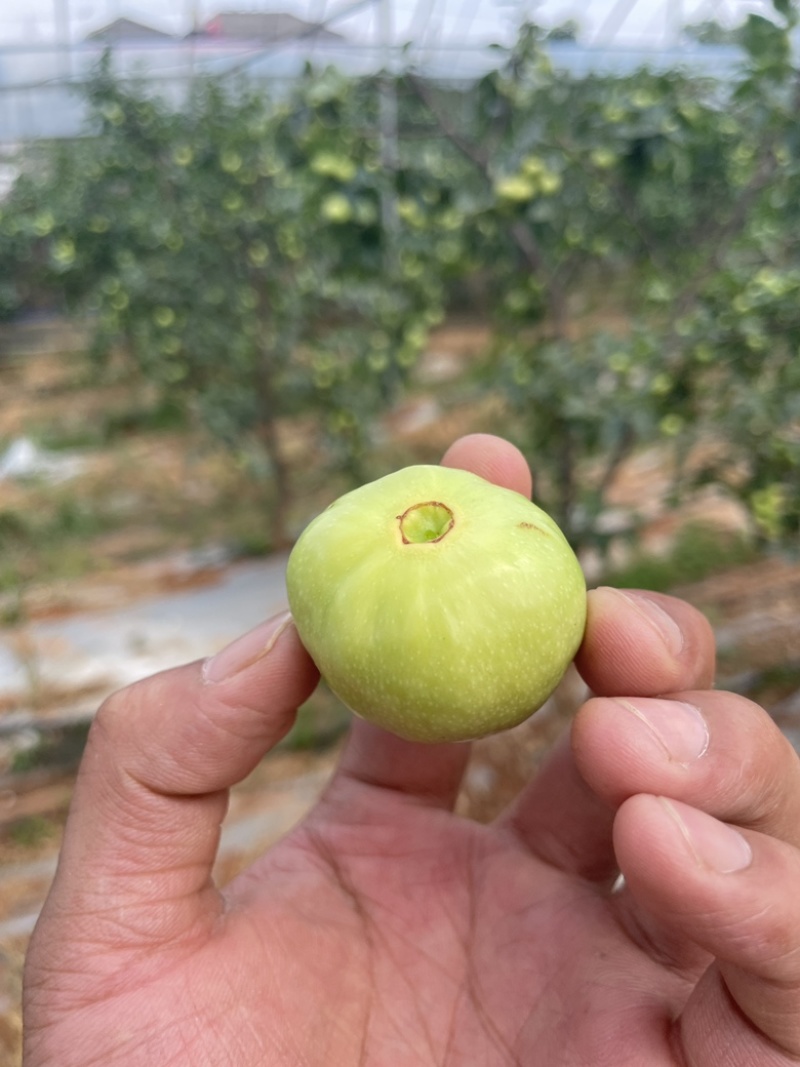 云南高原蟠枣承接各电商平台一件代发。现货现发