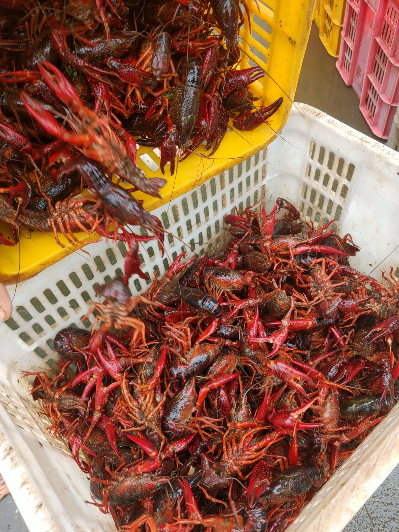 小龙虾中红炮头硬规格湖北潜江洪湖酒店专用全国包邮