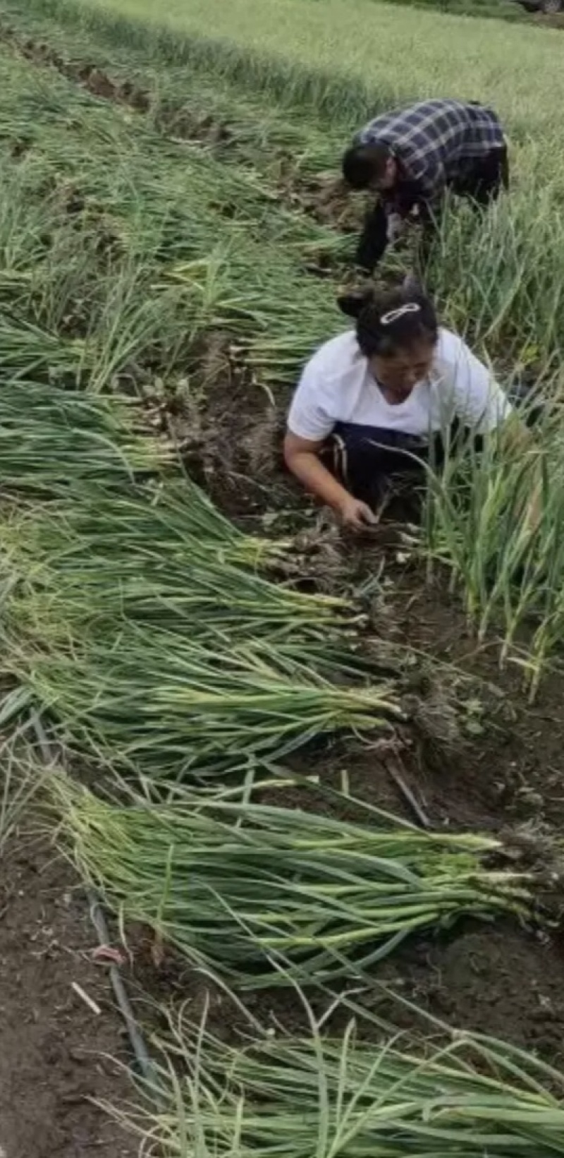 地产优质大蒜，头大杆绿，一手货源，地头装货，欢迎选购