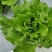 意大利生菜香菜