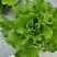 意大利生菜香菜