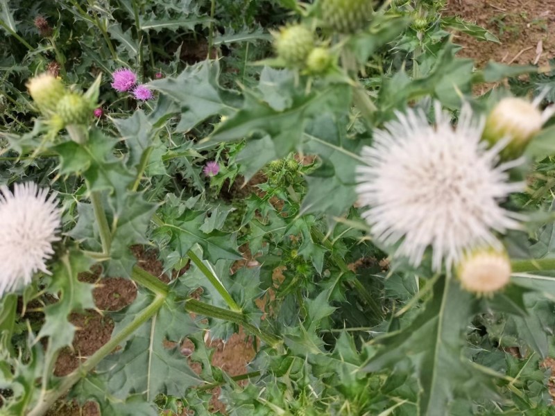 长年大量供应福建野生大蓟鲜货及干品，有需要的速度联系。