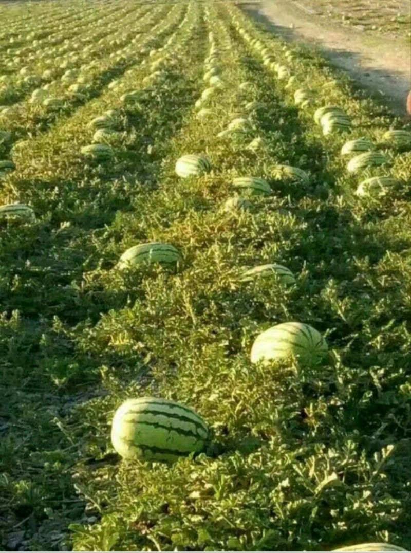 宁夏中卫硒砂瓜，产地直发质量保证，视频看货全国发货