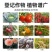 施耐净80%乙蒜素大蒜根腐病枯萎青枯病青苔病农药杀菌剂