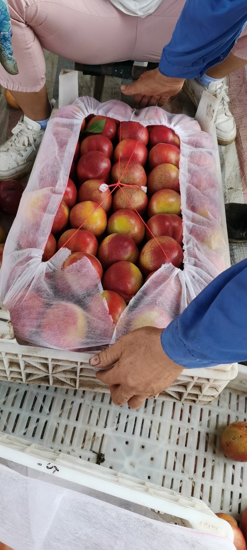 红油桃，金铭，金密，8-44，未来三号，等