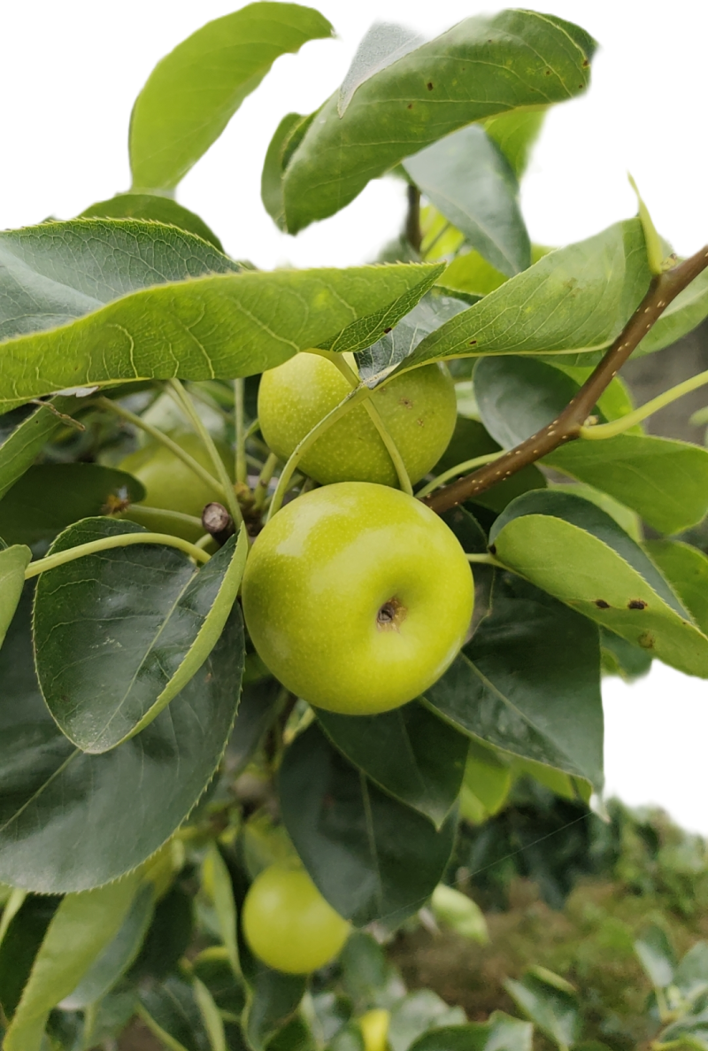 苹果梨