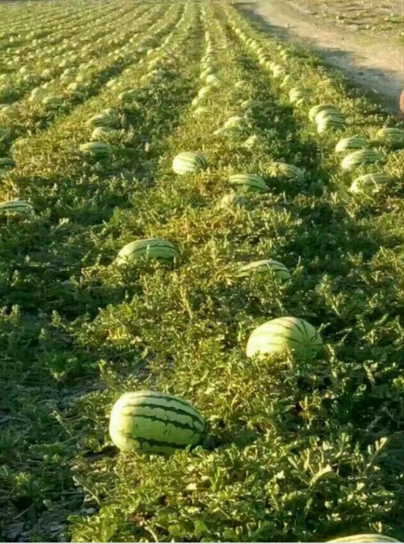 宁夏中卫金花6号西瓜，产地直发质量保证，视频看货全国发货