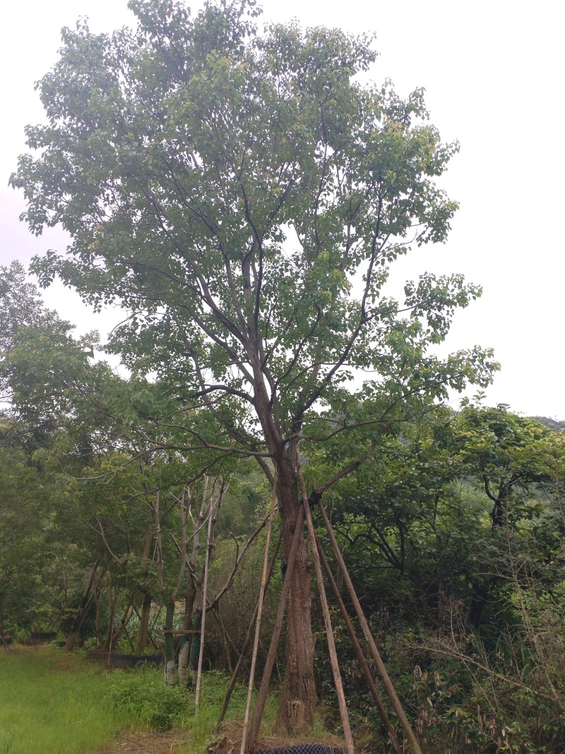 红叶乌桕，丛生单杆，斜飘18至60