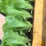 云南蔬菜苗玉溪生菜苗意大利生菜苗大量有货价格低