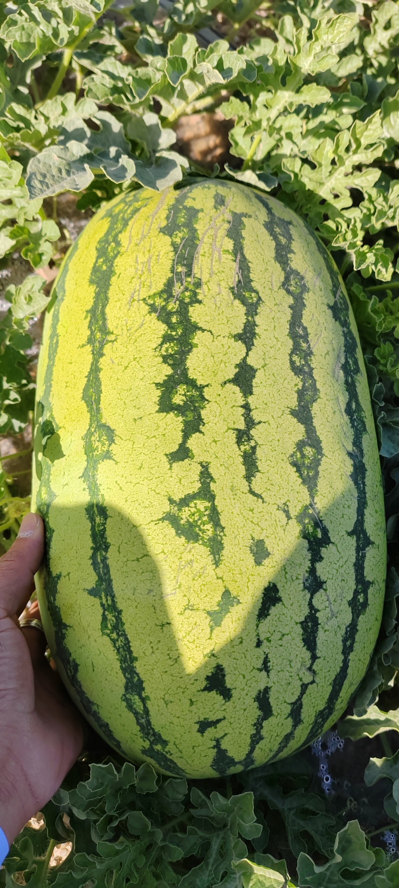 宁夏中卫金花6号西瓜，产地直发质量保证，视频看货全国发货