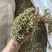 瞿麦巨麦石竹巨句麦保庆药材批发瞿麦正品