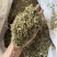 瞿麦巨麦石竹巨句麦保庆药材批发瞿麦正品