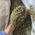 瞿麦巨麦石竹巨句麦保庆药材批发瞿麦正品