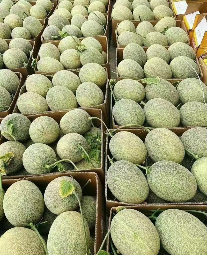 西州蜜瓜（实力热卖）原产地直发，大吨位供应，可视频看货