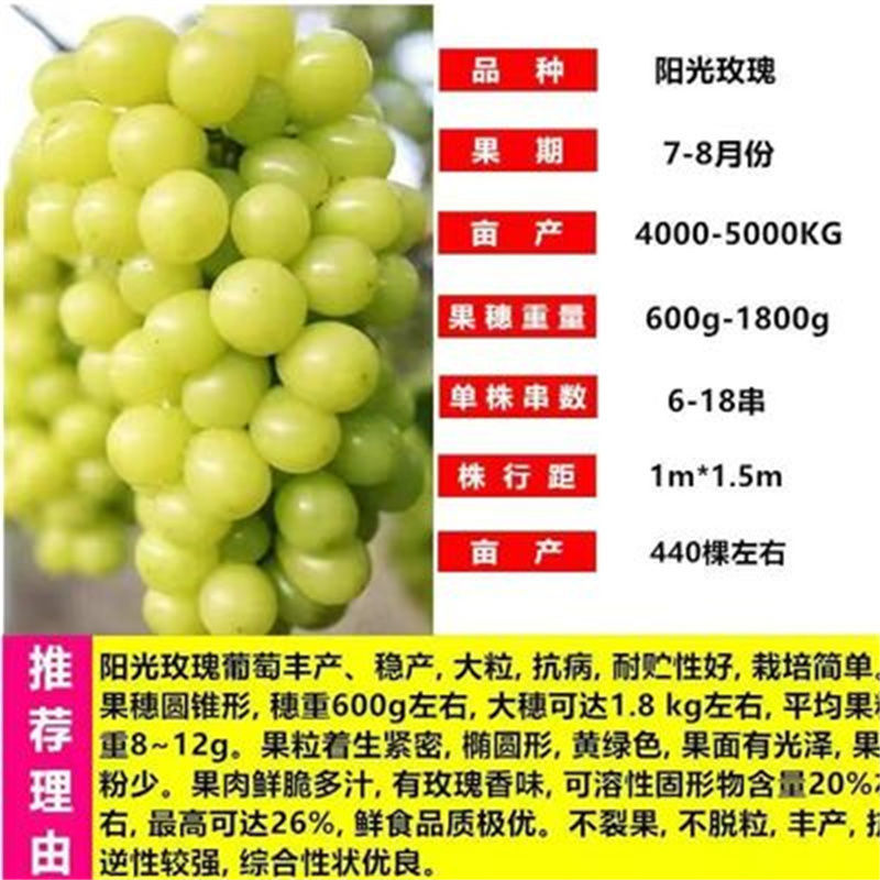 晴王阳光玫瑰葡萄苗香甜多汁粒子大包纯包活量大优惠