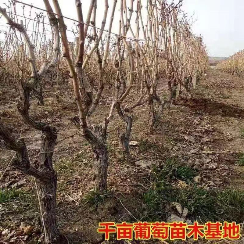 晴王阳光玫瑰葡萄苗香甜多汁粒子大包纯包活量大优惠