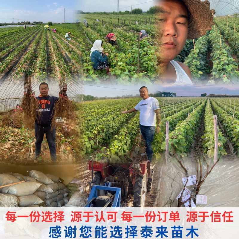 晴王阳光玫瑰葡萄苗香甜多汁粒子大包纯包活量大优惠