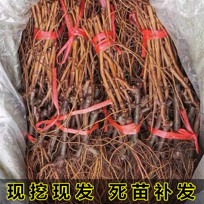 晴王阳光玫瑰葡萄苗香甜多汁粒子大包纯包活量大优惠