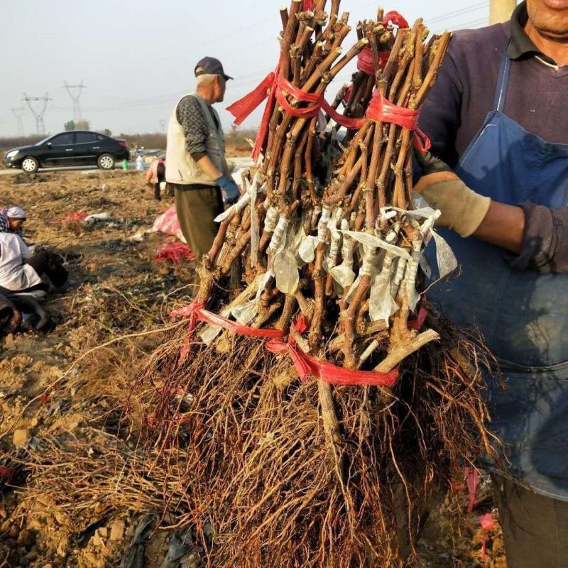 晴王阳光玫瑰葡萄苗香甜多汁粒子大包纯包活量大优惠