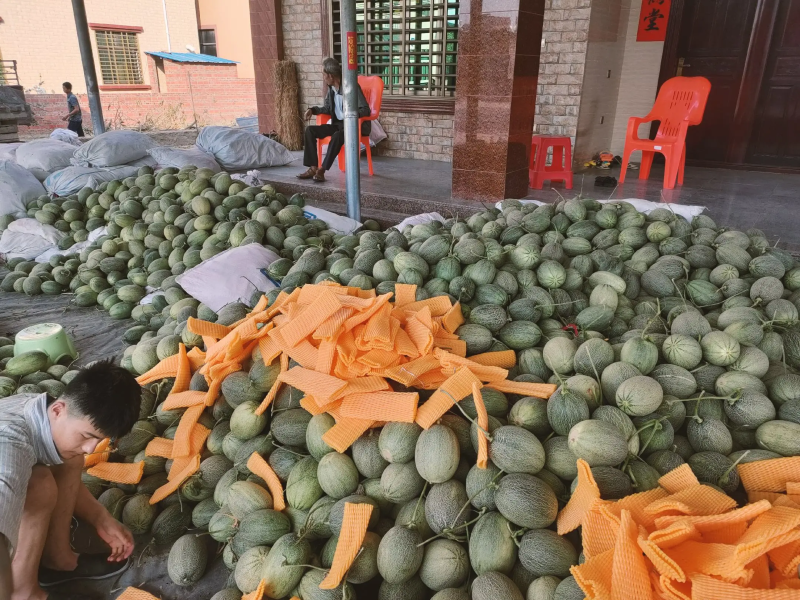 西州蜜瓜（实力热卖）原产地直发，大吨位供应，可视频看货