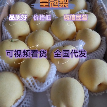【皇冠梨】产地直销低价格〔视频供应〕代发全国