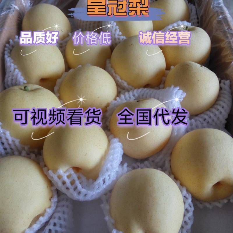 【皇冠梨】产地直销低价格〔视频供应〕代发全国