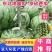 吉林乾安县西瓜产区现货供应产地直发可视频看货