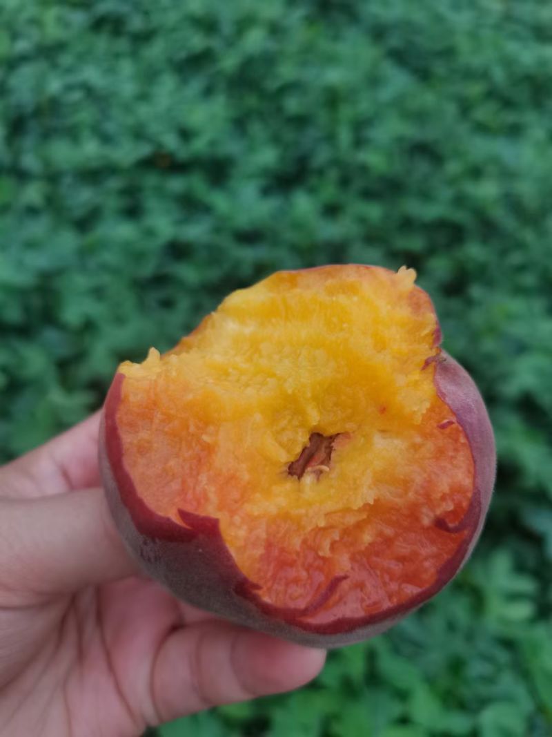 沙壤土有机肥，小树青壮年树，深井水灌溉，口感好，肉厚爆汁