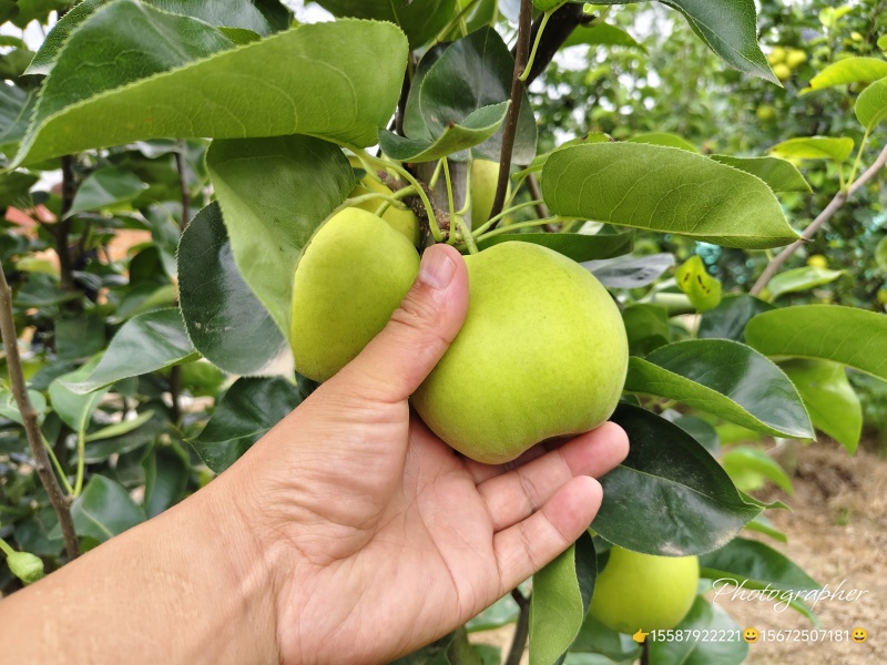 湖北枝江翠玉梨翠冠梨元黄梨黄花梨大量供应品质优良按需发货