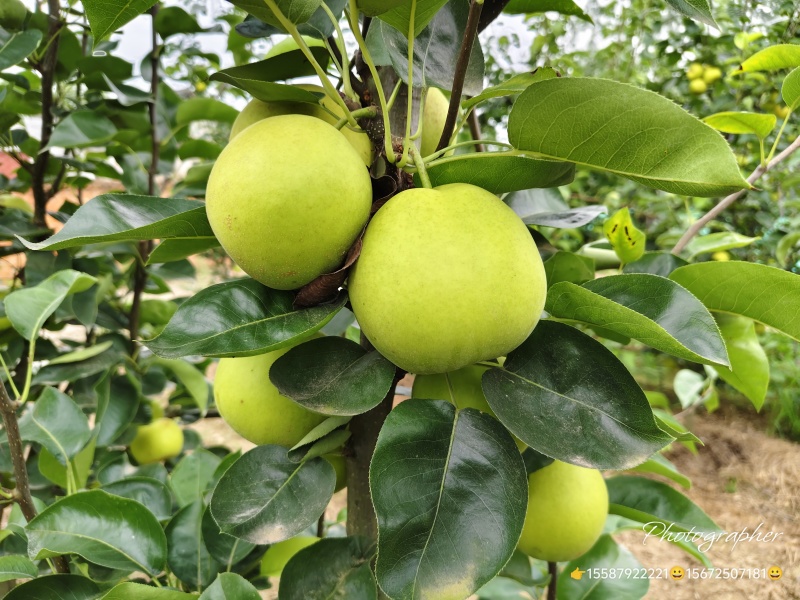 湖北枝江翠玉梨翠冠梨元黄梨黄花梨大量供应品质优良按需发货