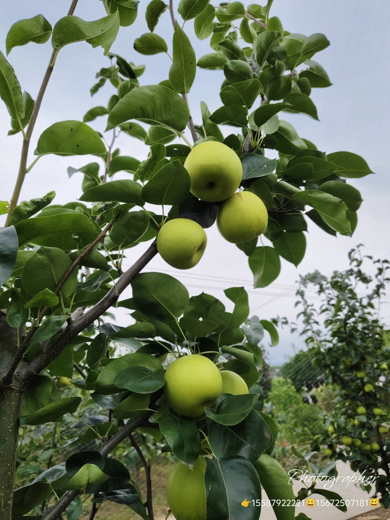 湖北枝江翠玉梨翠冠梨元黄梨黄花梨大量供应品质优良按需发货