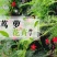 羽叶茑萝花种子四季开花易活庭院室外内盆栽爬藤攀援植物花种