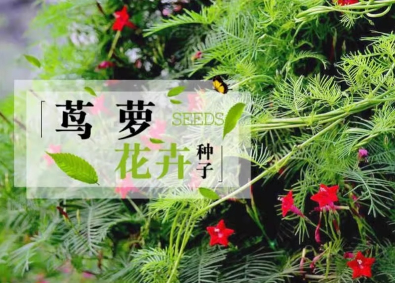羽叶茑萝花种子四季开花易活庭院室外内盆栽爬藤攀援植物花种