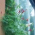 羽叶茑萝花种子四季开花易活庭院室外内盆栽爬藤攀援植物花种