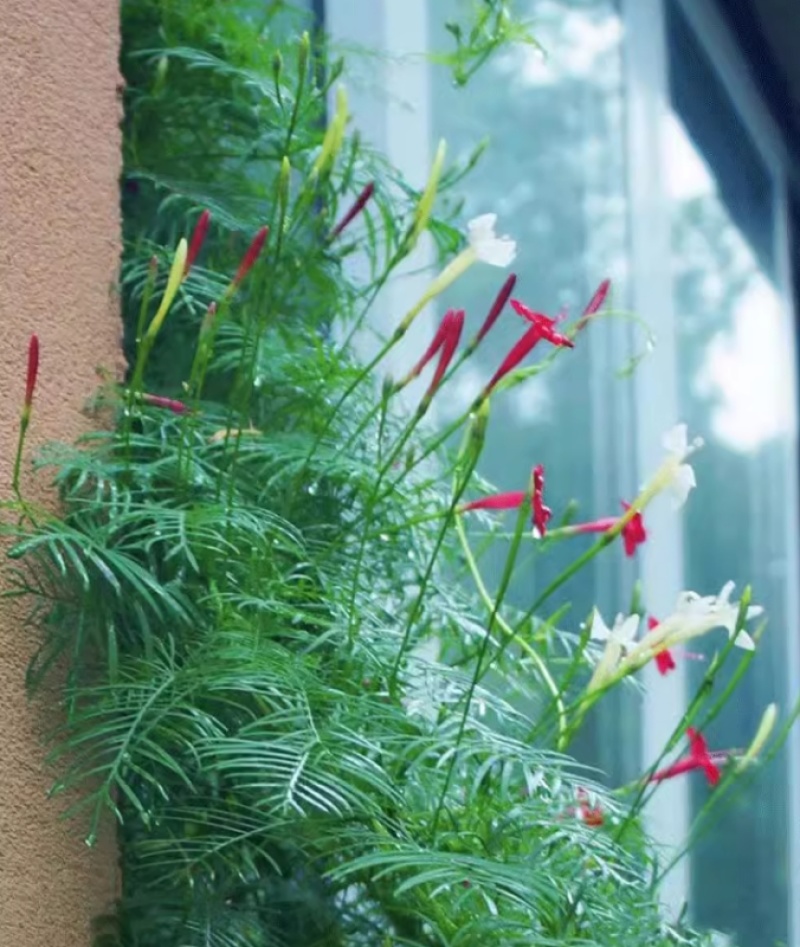 羽叶茑萝花种子四季开花易活庭院室外内盆栽爬藤攀援植物花种