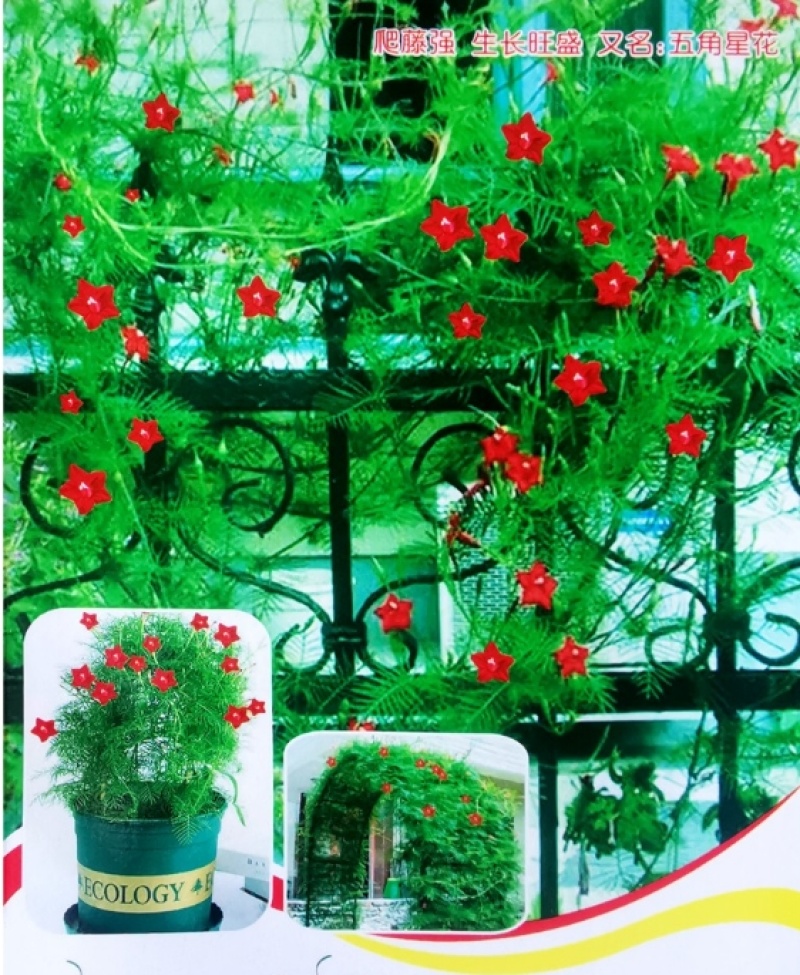 羽叶茑萝花种子四季开花易活庭院室外内盆栽爬藤攀援植物花种