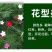 羽叶茑萝花种子四季开花易活庭院室外内盆栽爬藤攀援植物花种