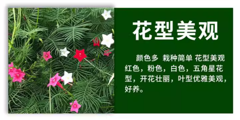 羽叶茑萝花种子四季开花易活庭院室外内盆栽爬藤攀援植物花种