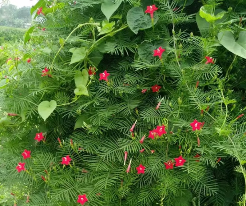 羽叶茑萝花种子四季开花易活庭院室外内盆栽爬藤攀援植物花种