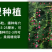 羽叶茑萝花种子四季开花易活庭院室外内盆栽爬藤攀援植物花种
