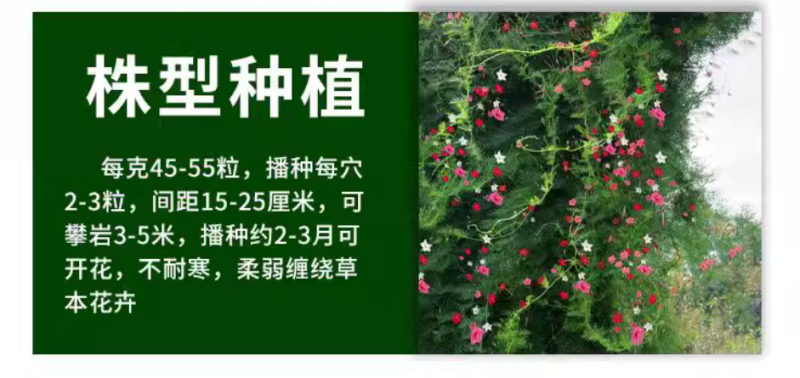 羽叶茑萝花种子四季开花易活庭院室外内盆栽爬藤攀援植物花种