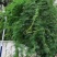 羽叶茑萝花种子四季开花易活庭院室外内盆栽爬藤攀援植物花种