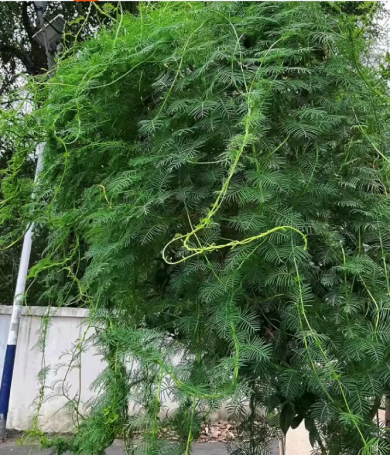 羽叶茑萝花种子四季开花易活庭院室外内盆栽爬藤攀援植物花种